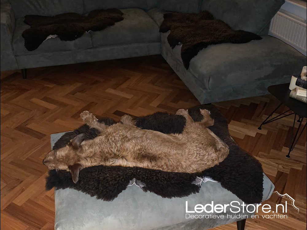 Brown sheepskin on sofa with dog Rob and Jose