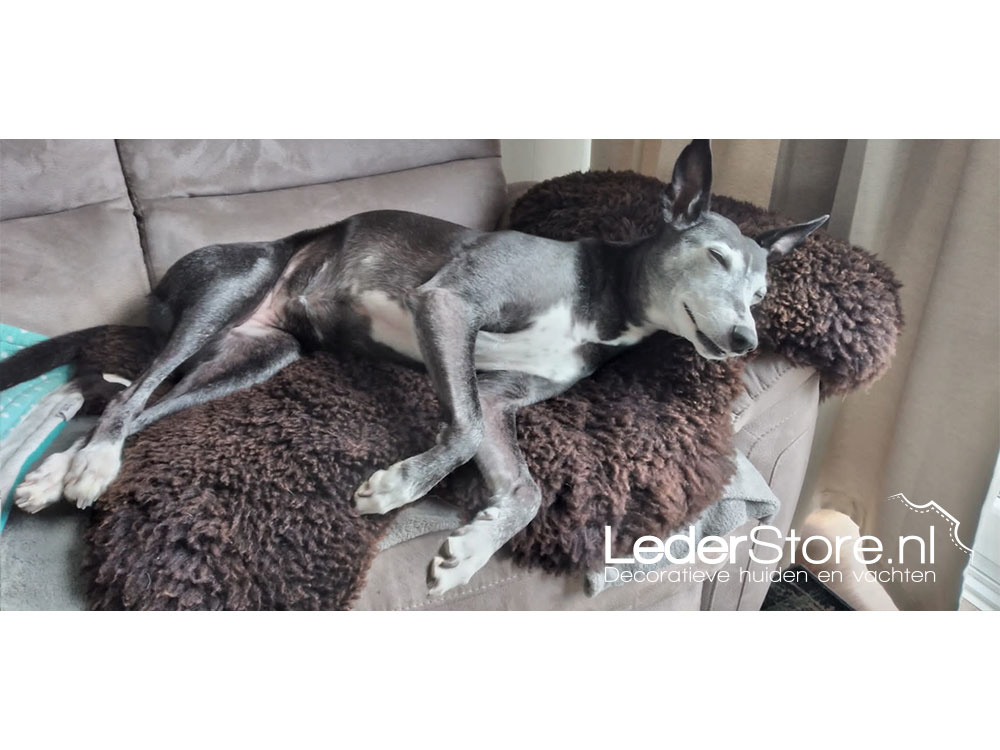 Dog Amber sleeping on brown sheepskin