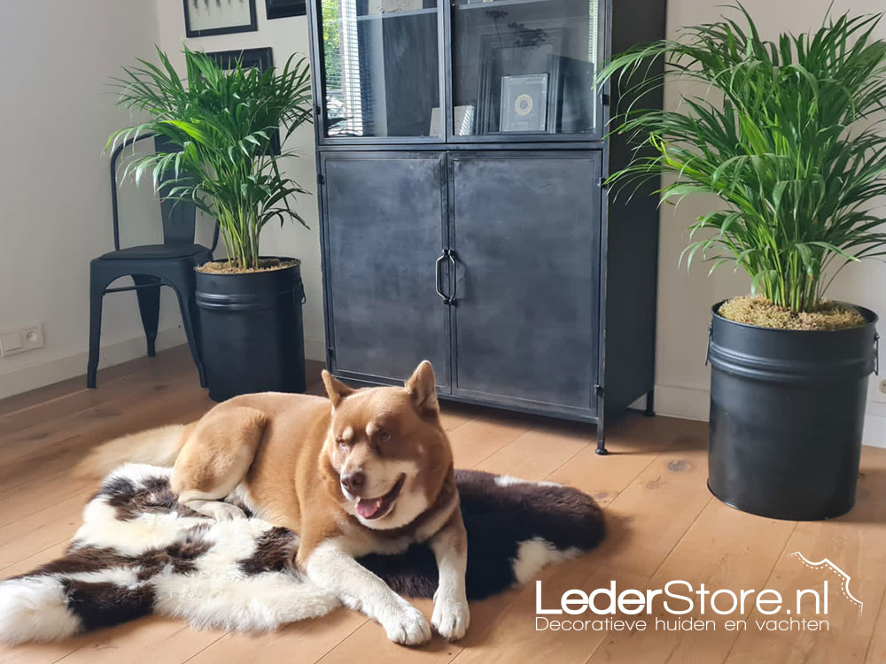 Dog bear on sheepskin brown white in living room Sandra