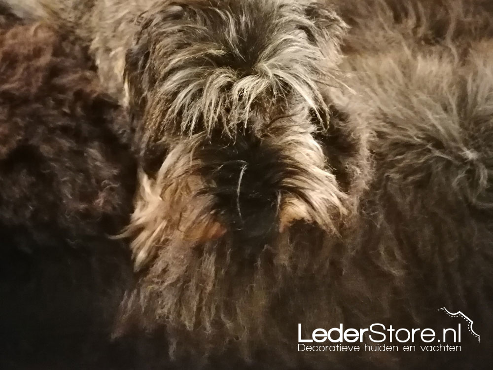 Dog Teddy lying on sheepskin