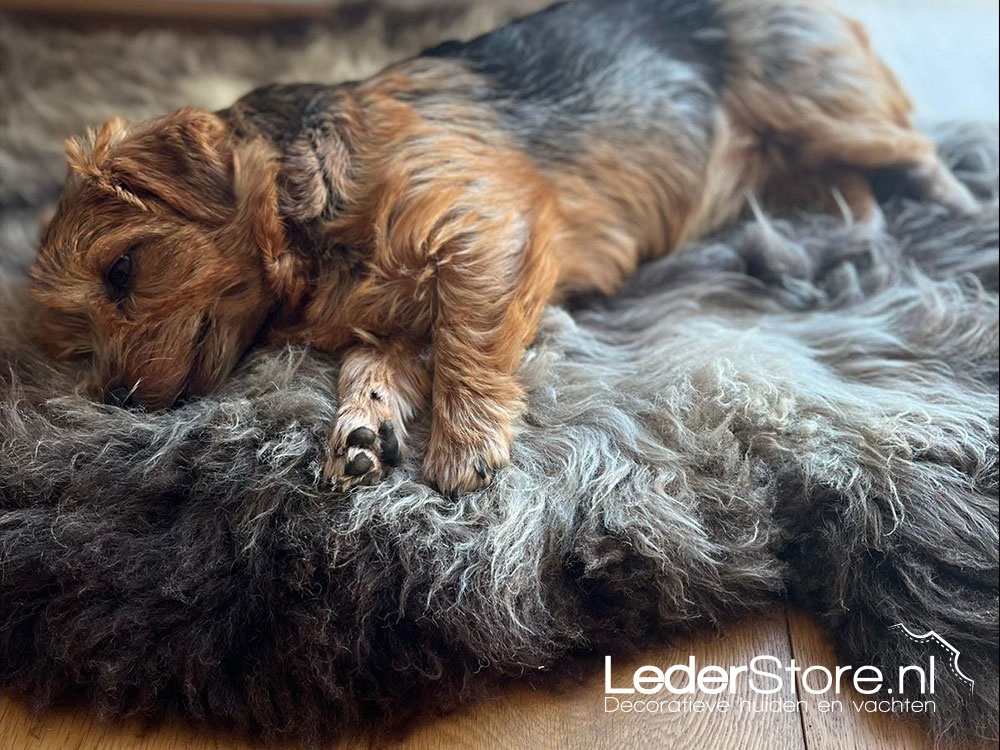 Sheepskin from Lidia dog Flyn 2