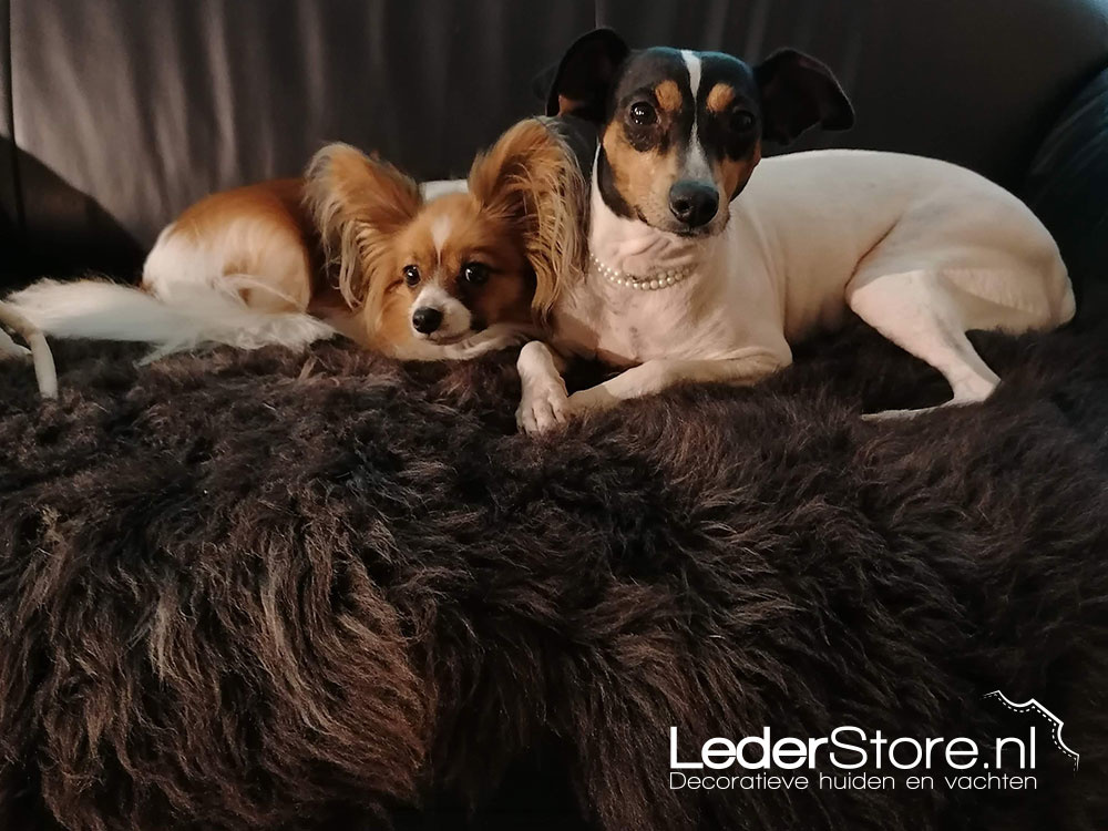 Teddy sheepskin dogs on sofa 2