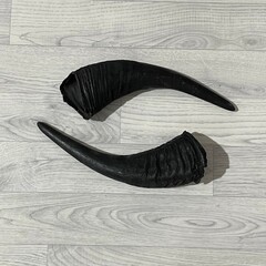 Water buffalo horns 35cm