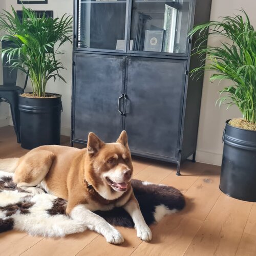 Schapenvachten voor hond en kat