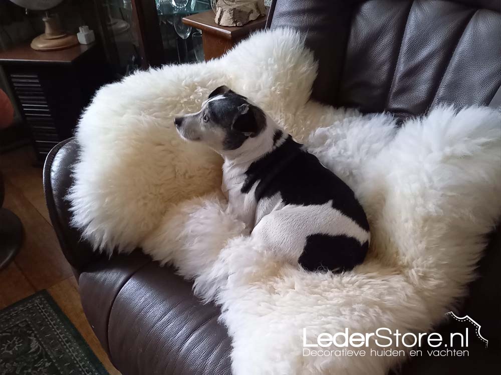 Hondje op witte schapenvacht in stoel Frits