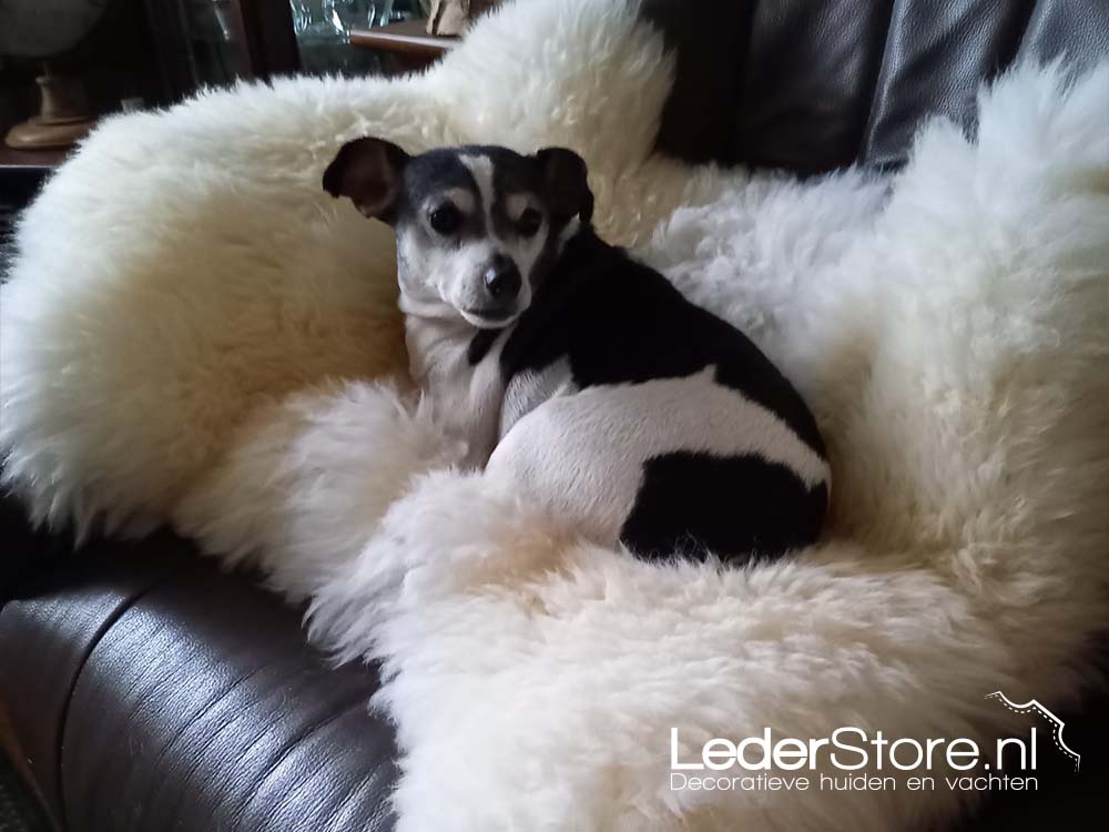 Dog on white sheepskin in chair Frits 2