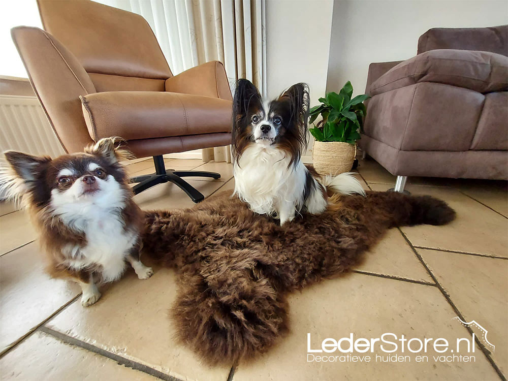 Sheepskin brown in living room with dog Mambo Body