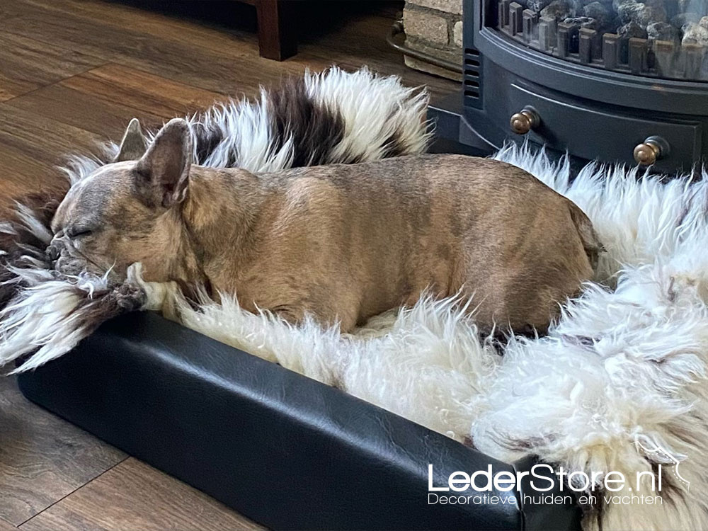 Sheepskin brown white with dog Marielle 