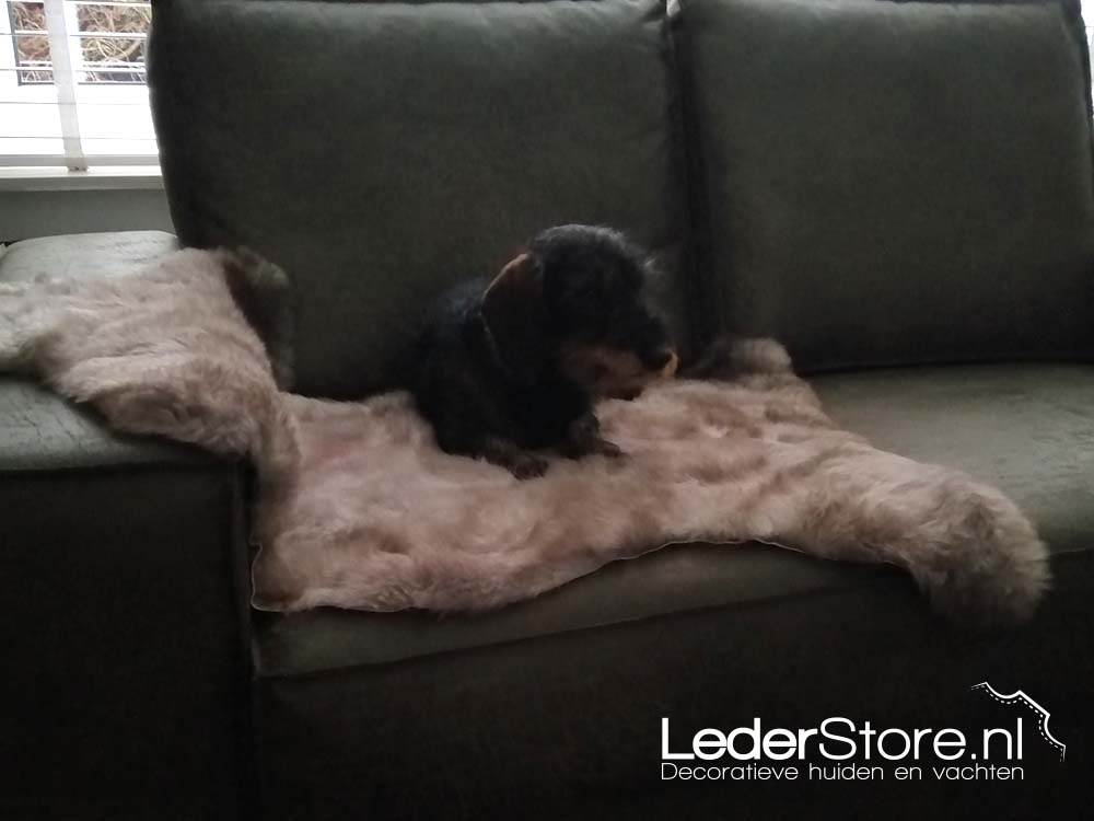 Sheepskin taupe on sofa with dog Olly Ellen 2