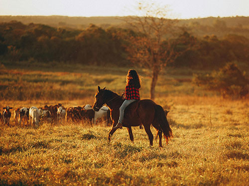 Frau auf Pferd treibt Kühe auf großer grasbewachsener Ebene