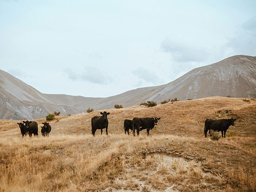 Koeien lopend op grasvlakte in bergen