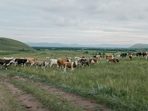Koeien lopend op grote grasvlakte