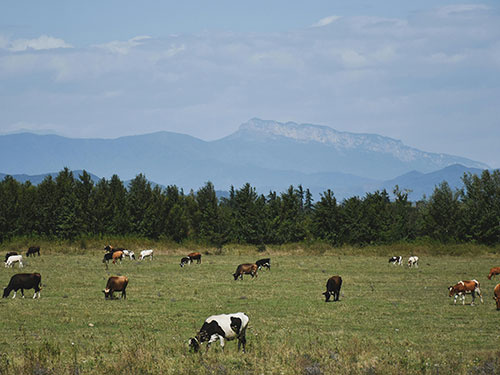 Koeien grazend op grote grasvlakte