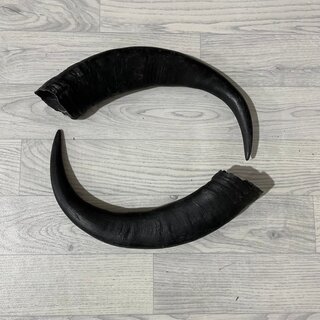 Waterbuffel hoorns 50cm