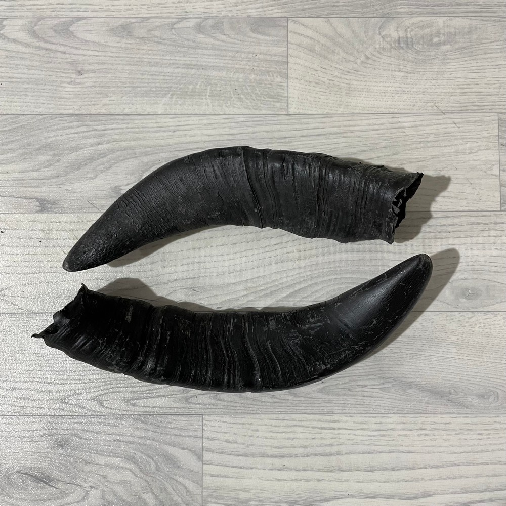 Lederstore Waterbuffel hoorns 35cm