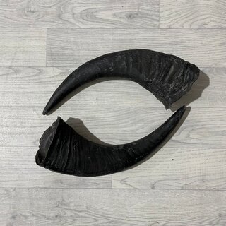 Waterbuffel hoorns 40cm