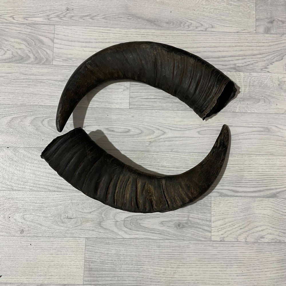 Lederstore Waterbuffel hoorns 55cm