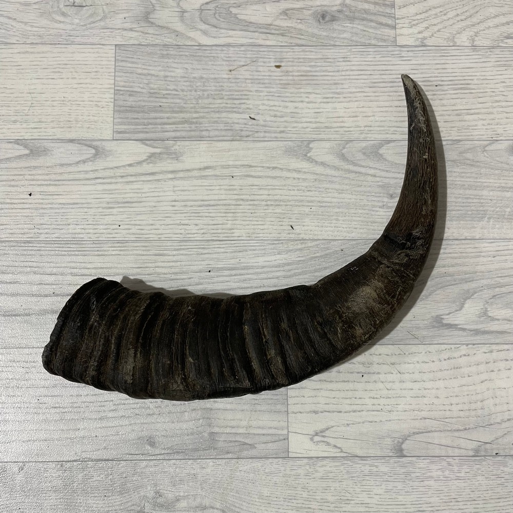 Lederstore Waterbuffel hoorn 55cm