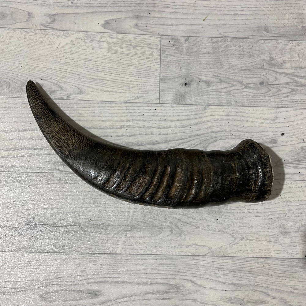 Lederstore Waterbuffel hoorn 40cm