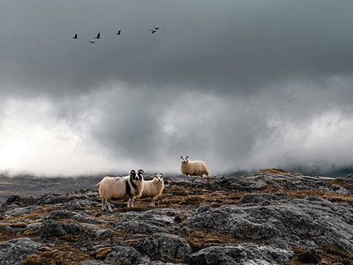 IJslander schapen op rotsen in IJsland