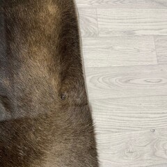Koeienhuid bruin zwart wit 245x235cm XXL