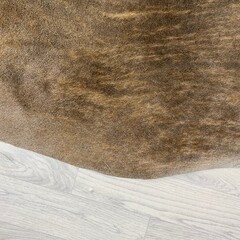 Koeienhuid bruin wit brindle 235x225cm XXL
