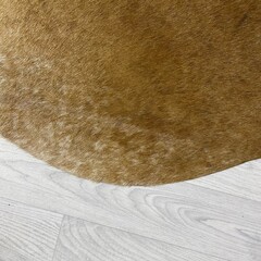 Koeienhuid bruin wit 260x240cm XXL