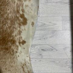Koeienhuid bruin wit 260x240cm XXL
