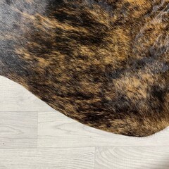 Koeienhuid bruin zwart wit brindle 265x230cm XXL