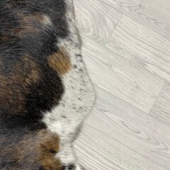 Koeienhuid bruin zwart wit brindle 265x230cm XXL