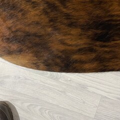 Koeienhuid bruin zwart wit brindle 245x240cm XXL