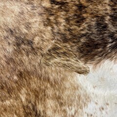 Koeienhuid bruin wit zwart brindle 250x225cm XXL