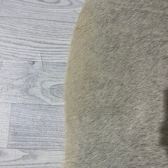 Koeienhuid grijs creme 175x135cm S