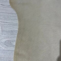 Koeienhuid ivoor 160x125cm S