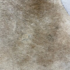 Koeienhuid beige bruin zwart 175x145cm S