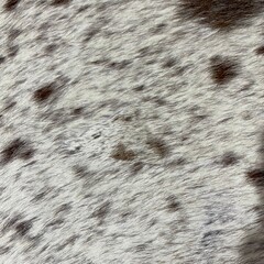 Koeienhuid bruin wit creme SP 145x150cm XS