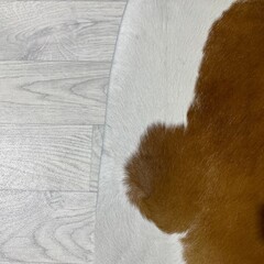 Koeienhuid bruin zwart wit 180x190cm S
