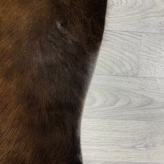 Koeienhuid bruin zwart 225x205cm M/L
