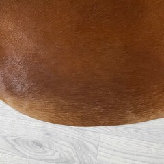 Koeienhuid bruin wit Hereford 215x205cm M/L