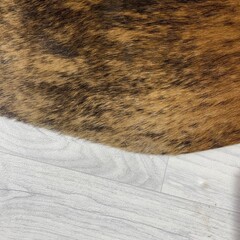 Koeienhuid bruin zwart wit brindle 215x190cm M/L