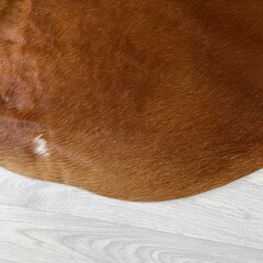 Koeienhuid bruin wit Hereford 230x215cm XL