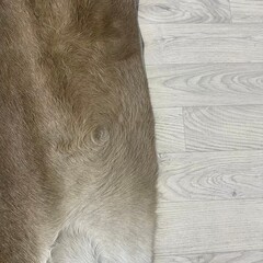 Koeienhuid taupe wit 230x205cm M/L