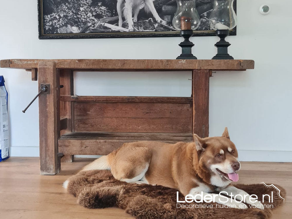 Hond Beer op schapenvacht bruin in woonkamer