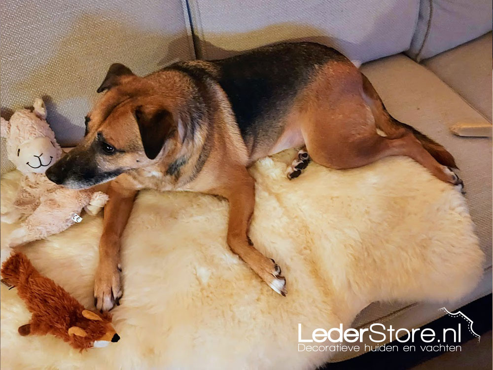 Hond Nina op schapenvacht