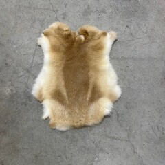 Konijnenvachten 45-50 - 30-40cm beige wit
