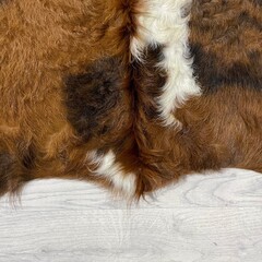 Koeienhuid tricolor bruin zwart wit Normandiër 230x210cm M/L