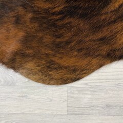Koeienhuid tricolor bruin zwart wit Normandiër 225x205cm M/L