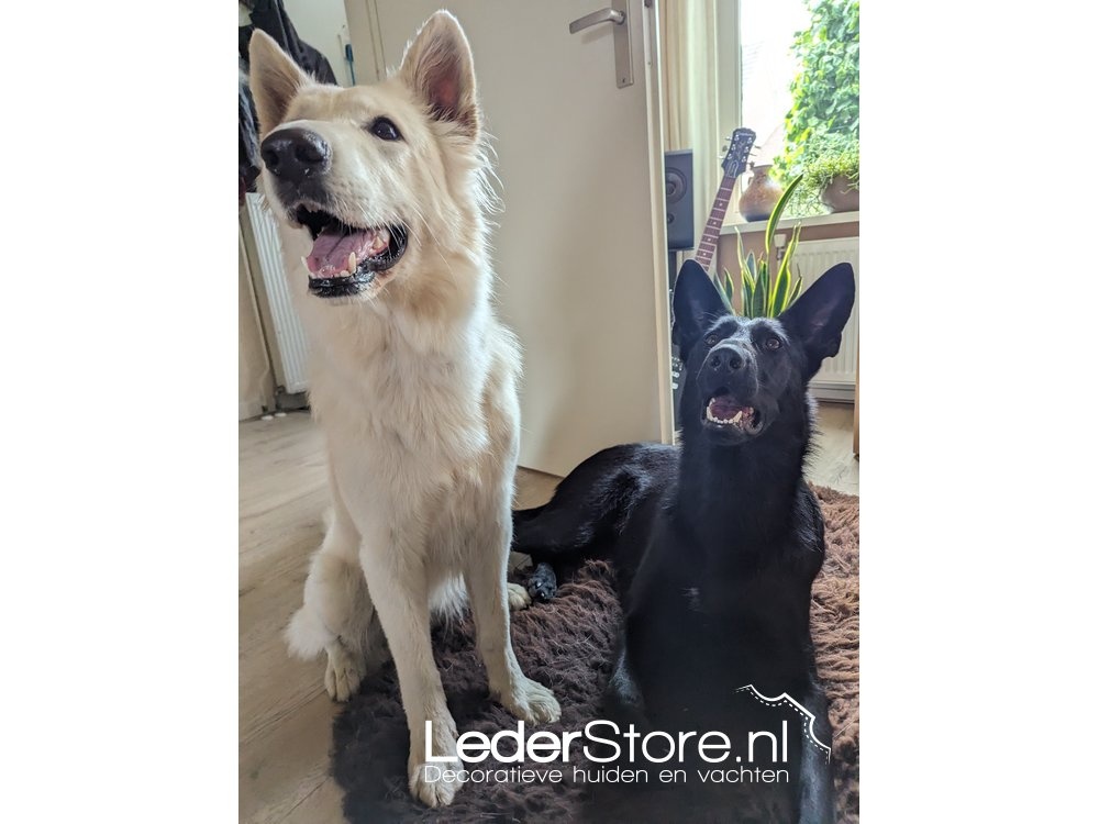 Braunes Lammfell Susan Hunde Jax Stella 6