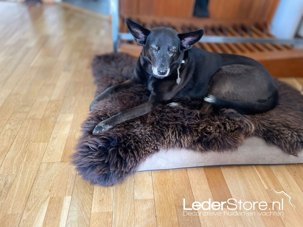 Braunes Lammfell mit Hund Leon 1