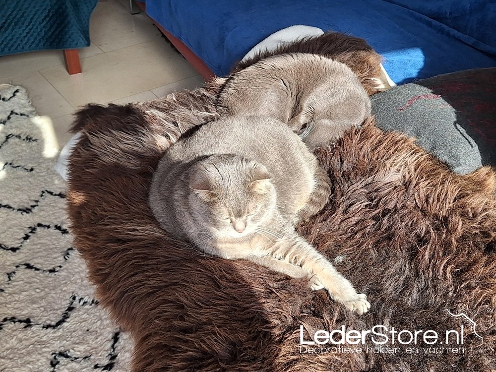 Braunes Lammfell mit Katzen auf dem Sofa Ann 2